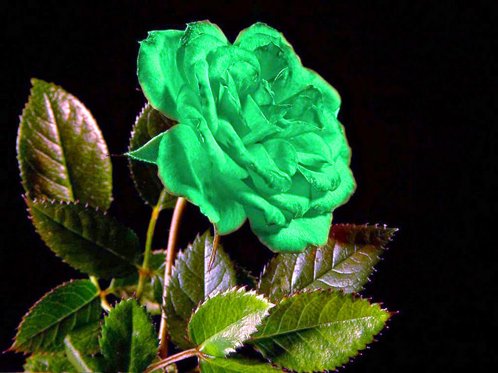 Hoa hồng xanh hình trái tim