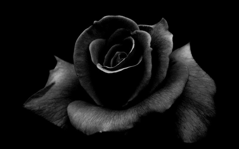Bật mí ý nghĩa hoa hồng đen không phải ai cũng biết 