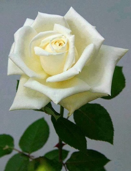 Hình ảnh hoa hồng trắng đỉnh sẽ làm say đắm lòng người yêu hoa. Vẻ đẹp trang nhã, tinh tế của hoa hồng trắng tuyệt đẹp và tràn đầy cảm xúc. Hãy để mình say mê với hình ảnh này và nâng niu vẻ đẹp tuyệt vời của loài hoa này.