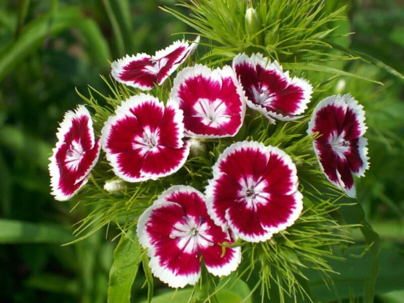 Hình ảnh hoa phăng đỏ đẹp nhất, hoa păng xê | VFO.VN