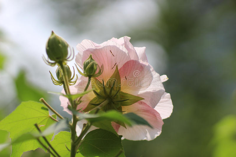 Hoa phù dung là loài hoa mang trọn vẹn vẻ đẹp hiền hòa và tinh tế. Khung cảnh của hoa phù dung luôn thu hút mọi ánh nhìn với những