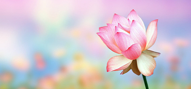 Hình ảnh hoa sen, hình nền hoa sen đẹp nhất | VFO.VN