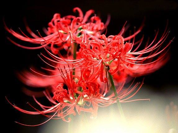 Top 101hình ảnh hoa Bỉ Ngạn đỏ đẹp lung linh