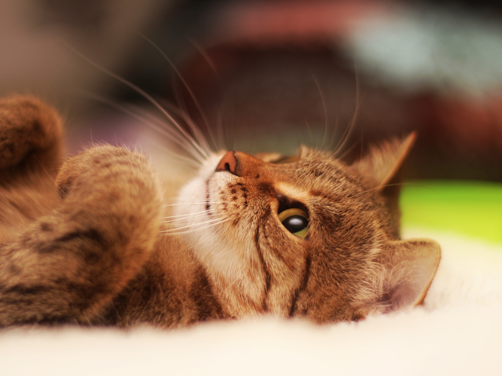 Hình nền mèo dễ thương: Đẹp lung linh với những hình nền mèo dễ thương! Hãy xem những hình ảnh đẹp mắt để ngắm nhìn và cài đặt làm hình nền cho điện thoại hoặc máy tính của bạn.
