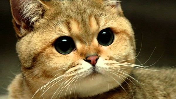 Hình mèo, hình ảnh hình nền mèo dễ thương cute nhất | VFO.VN