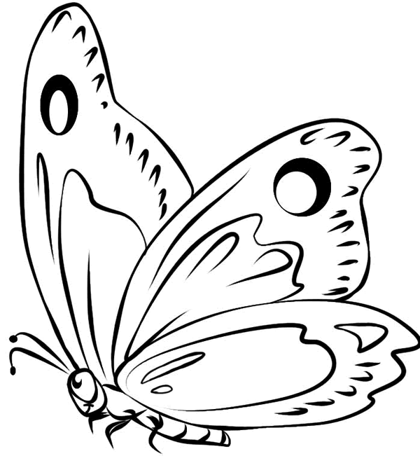 Xem hình một con bướm được vẽ bằng tay với những đường nét mềm mại và màu sắc sinh động, tạo ra một tác phẩm nghệ thuật đẹp mắt và đầy cảm hứng.