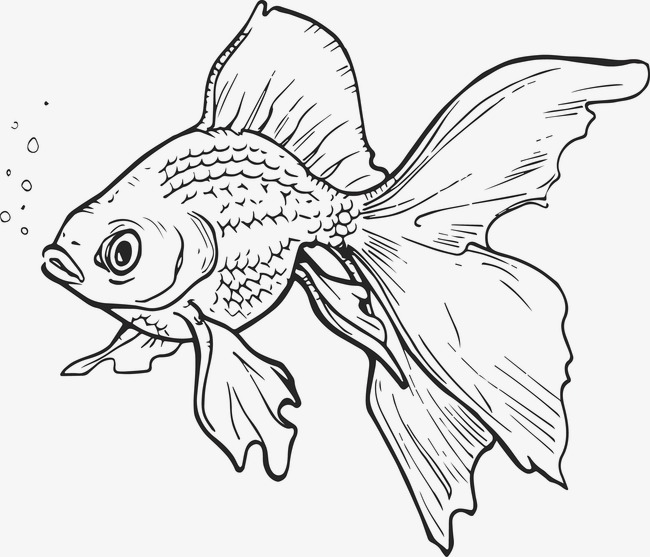 Cập nhật nhiều hơn 99 hình ảnh vẽ con cá hay nhất  thtantai2eduvn