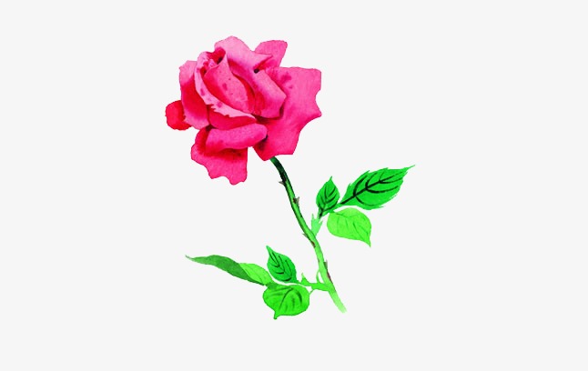 Hình Vẽ Hoa Hồng Đẹp Nhất, Cách Vẽ Hoa Hồng, Hình Tô Màu Hoa Hồng | Vfo.Vn