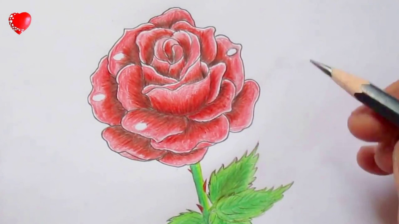 Tô màu Vẽ hoa hồng hình trái tim dành cho người yêu lãng mạn - Tô màu trực  tuyến