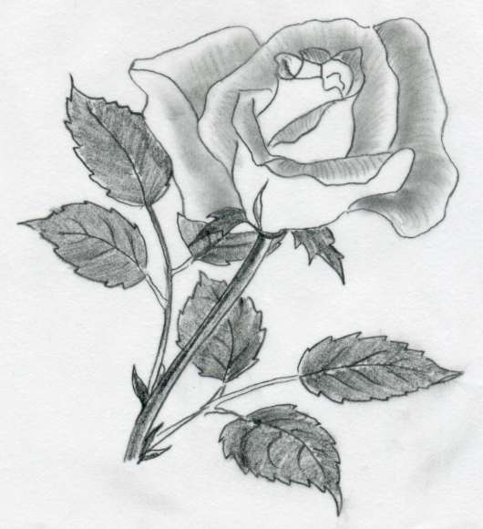 Hoa hồng: Cùng tìm hiểu về những bông hoa tuyệt đẹp này với những màu sắc và hình dáng đa dạng. Sắc đỏ đậm, hồng nhạt, trắng tinh khôi hay hồng đậm nổi bật của hoa hồng sẽ khiến bạn say đắm và ngất ngây.
