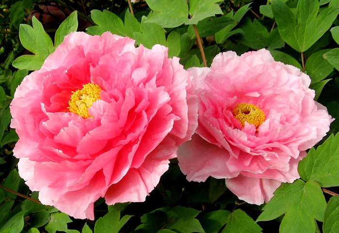 Top những hình ảnh hoa đẹp nhất thê giới, ảnh nền hoa | VFO.VN