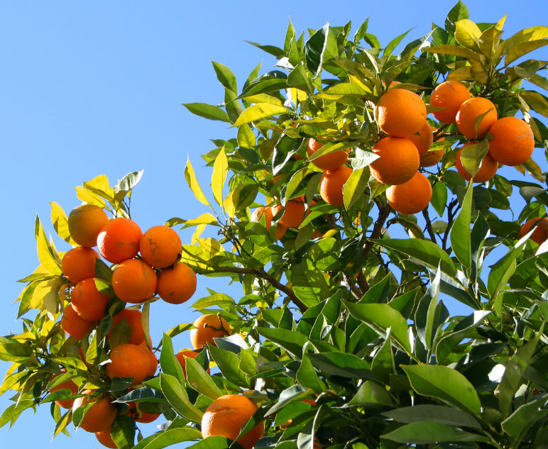 Tả cây cam lớp 4, bài văn mẫu miêu tả cây cam, quả cam hay | VFO.VN