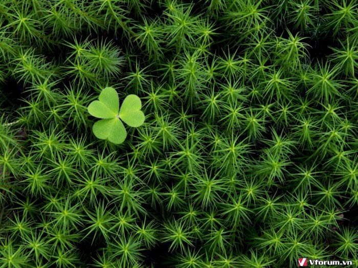 25 hình ảnh cỏ ba lá đẹp nhất thế giới full HD | Hình nền, Hình ảnh, Hình