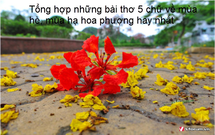 tong-hop-nhung-bai-tho-5-chu-ve-mua-he-mua-ha-hoa-phuong-hay-nhat-1.png