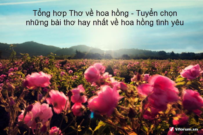 tong-hop-tho-ve-hoa-hong-tuyen-chon-nhung-bai-tho-hay-nhat-ve-hoa-hong-tinh-yeu-1.png