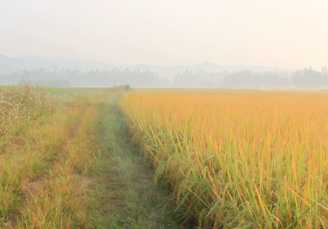 Tả Cảnh Bình Minh Trên Cánh Đồng Lúa Chín Quê Em | Vfo.Vn