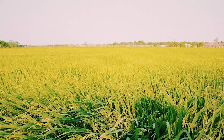 Tả cánh đồng lúa chín vào một ngày đẹp trời ngắn gọn hay nhất | VFO.VN